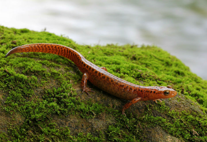 Longtail Salamander